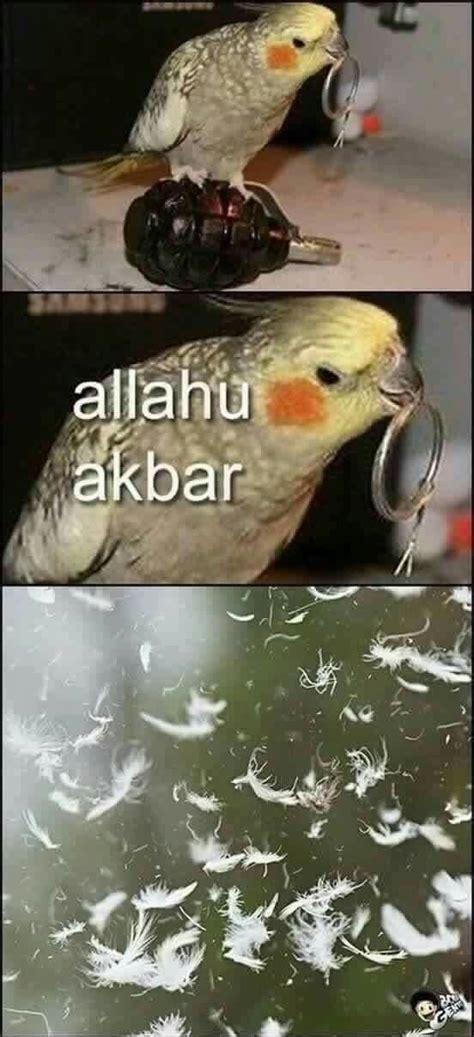 The Best Bird Memes Memedroid