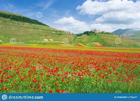 Castelluccio Di Norcia Highlands Italy Blooming Cultivated Fields