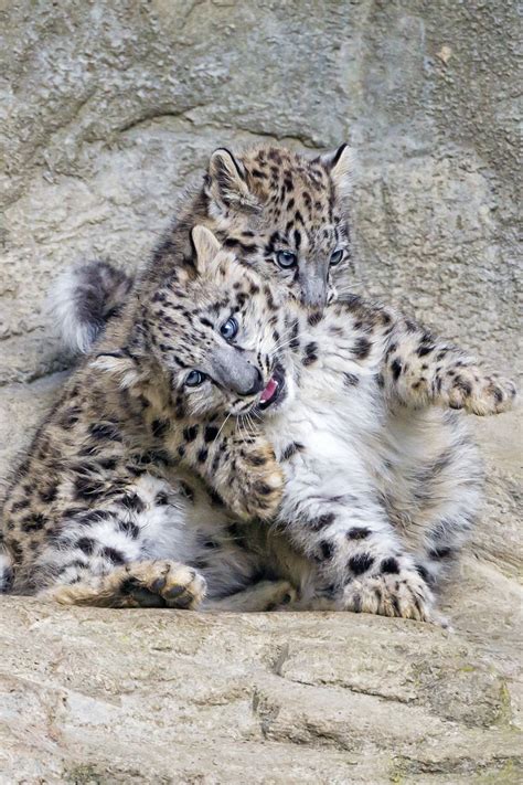Superb Views Snow Leopard Cub Snow Leopard Cute Baby Animals