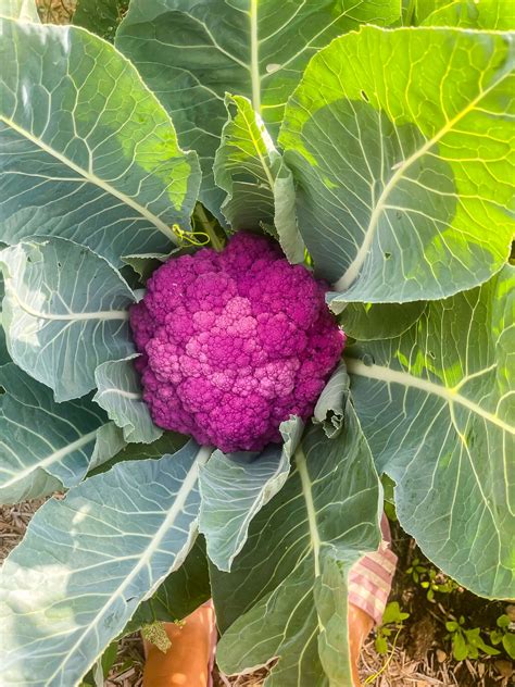 7 Best Cauliflower Companion Plants Some To Skip Boreal Bloom Homestead