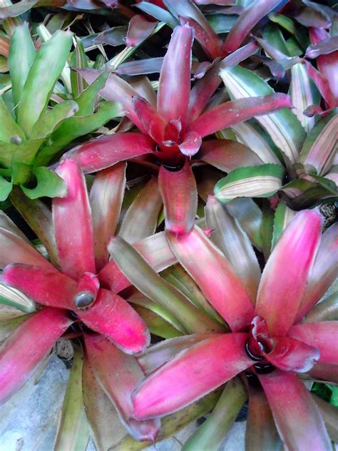 Tanaman hias ini berasal dari asia timur dan sebagian australia. Jual aneka jenis bromelia | supplier aneka tanaman hias ...