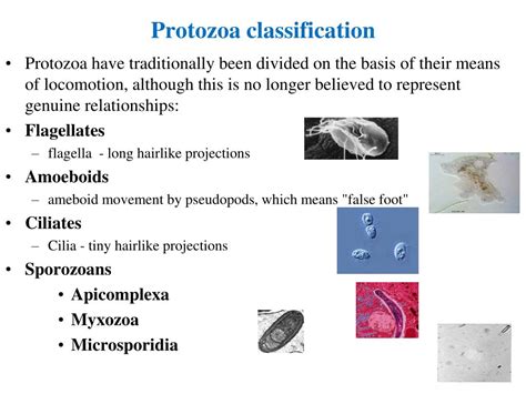 Classification Of Protozoa