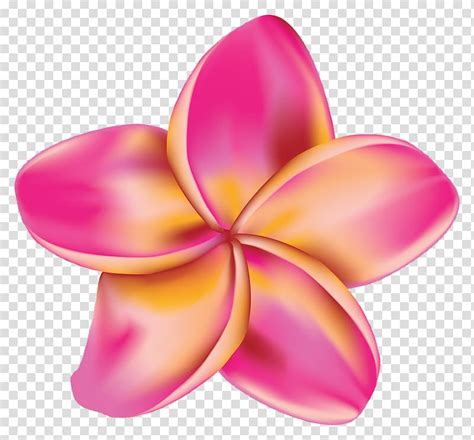 Drawing Flower Plumeria Rubra Flower Transparent Background PNG