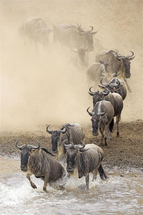 Witness The Great Serengeti Wildebeest Migration Tanzania The Black