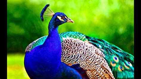 National India National Bird Peacock Photo Show Youtube