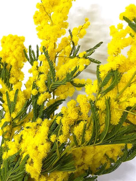 Mimosa Flowers By Flourish