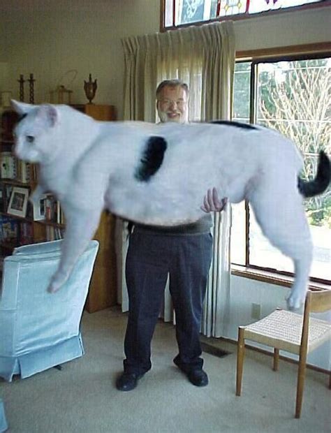 Looks Legit Big Animals Beautiful Cats Giant Cat