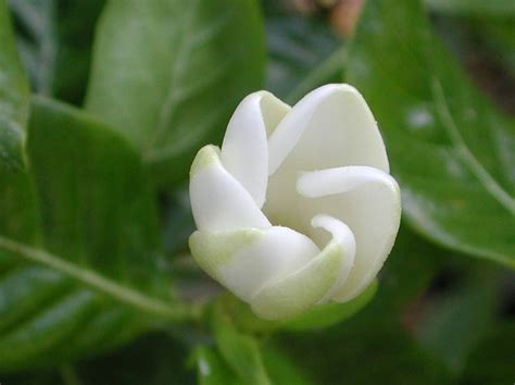 I have always loved sweet peas. 61 best Pikake Tuberose Gardenia Ginger Plumeria ...