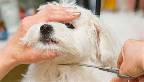 How To Trim Your Dogs Face Hair With Scissors Dog Grooming Tips Dog