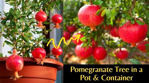 How To Grow Pomegranate Tree In A Pot And Container Pomegranate Tree