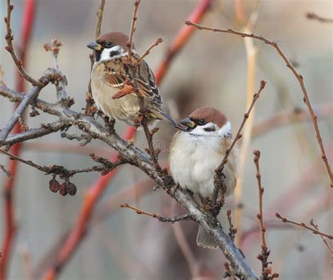 Two Birds Sit Among The Branches Hunched Stock Photo Image Of Peeking