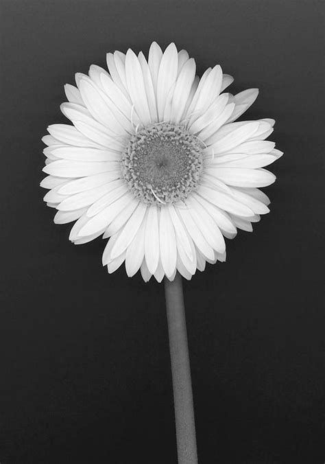 White Gerbera Daisy In Black And White Photograph By