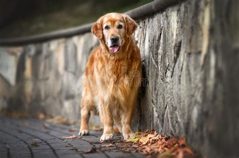 Curious Golden Retriever Puppy And Duckling Outdoors In Summer Stock