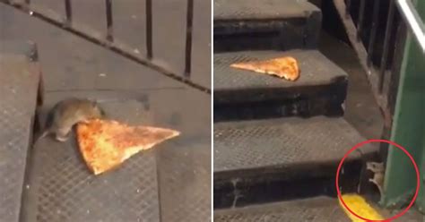 Pizza Rat Goes Viral After Being Filmed Carrying Massive Slice Down