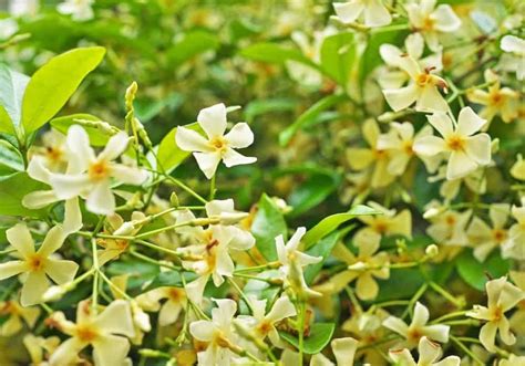 The Trachelospermum Asiaticum (Asian Star Jasmine) Full Care Guide ...