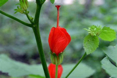 Florida Native Plants Red Flowers Best Flower Site