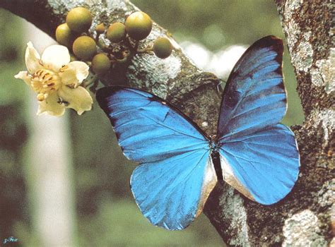 The blue morpho butterfly inhabits tropical rainforests, spending most of its time in the understory. Blue Morpho Butterfly; DISPLAY FULL IMAGE.
