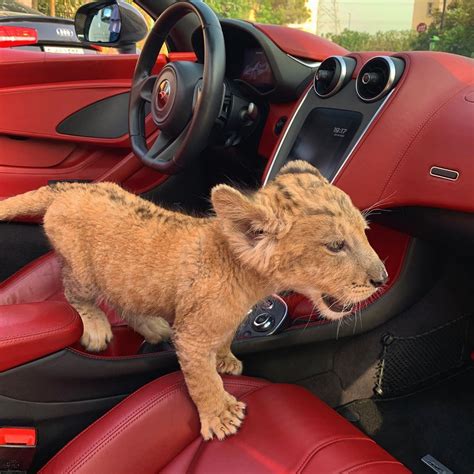 Simba 🦁 Safaridubai Arabmoneyofficial Pet Lion Baby Lion Wild Cats