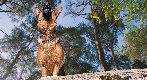 German Shepherd Howling Should You Be Worried