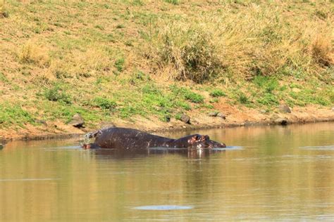 Hippopotamus With A Little Baby Hippo In A Lake In Kruger Park In South