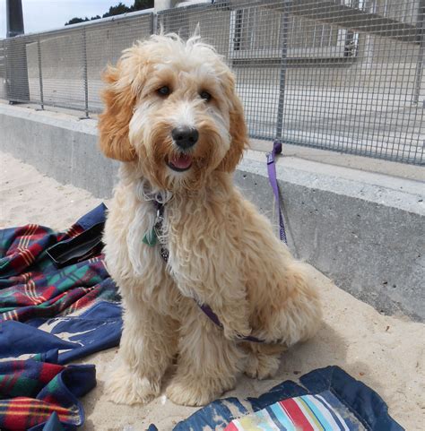 Crockett doodles is a network of families passionate about being the best doodle breeders in the united states. Goldendoodle - My Dog Breeders - Part 92