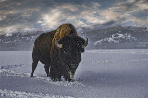 Bull Buffalo In Snow Other Critters Bear Conceptions Photography