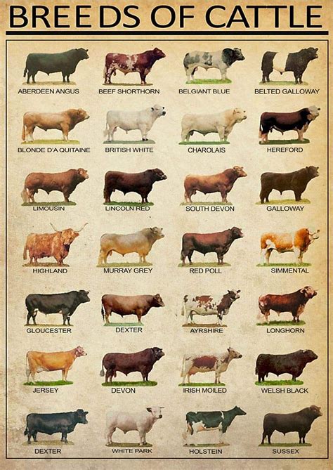 breeds of beef cattle poster etsy