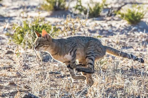 African Wild Cat Hunting This African Wild Cat Felis Silv Flickr