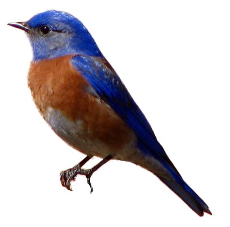 Avian Western Blue Bird Png Transparent Background Free Download