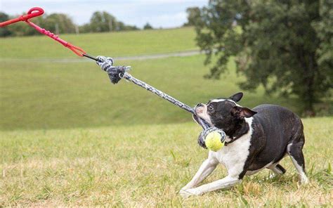 What Tug Toy Is Right For Your Dog Tether Tug Interactive Dog Toys