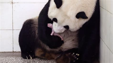 Birth Of Baby Panda Panda Babies Bbc Earth