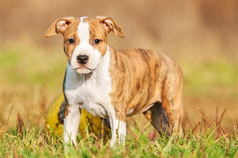 It originated in the black country of the english midlands. Meet the Staffordshire Bull Terrier!