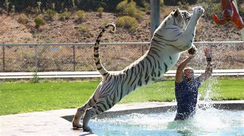I weight 15 pounds while my sister cheddar weighs a bengals can look bigger than other breeds because their lean, athletic bodies are long.bengals will also gain weight without exercise, like most cats. Tiger Splash: Keepers Swim And Play With Fully Grown Big ...