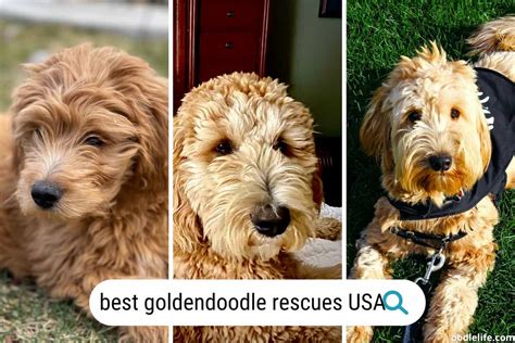 11 Real Goldendoodle Rescues Usa 2024 Oodle Life