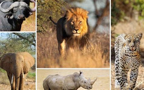 The African Big 5 Animals In Uganda Uganda Safaris Tours Uganda