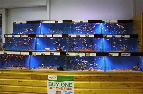 Woodford Maidenhead Aquatics Fish Store Review Tropical Fish Site