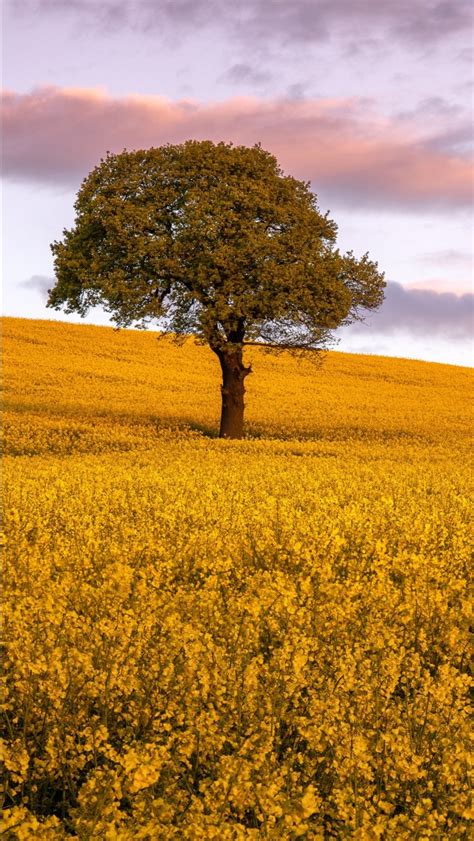 Yellow Rapeseed Flowers Field Tree Under Black Yellow Cloudy Sky 4k 5k