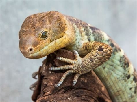 Aquarium Of The Pacific Online Learning Center Prehensile Tailed Skink