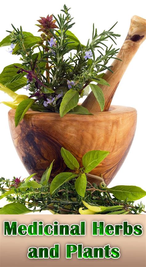 Growing Medicinal Herbs And Plants At Home With Images Natural