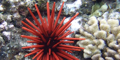 Urchin Reproduction And Cryopreservation Smithsonians National Zoo