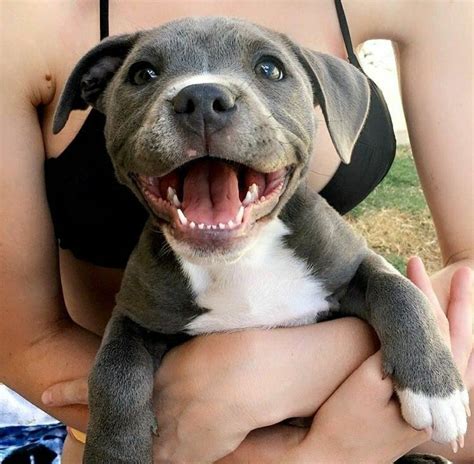 Cute Baby Pitbull Puppy ♥pitpuppypitbulllover Cute Baby Animals