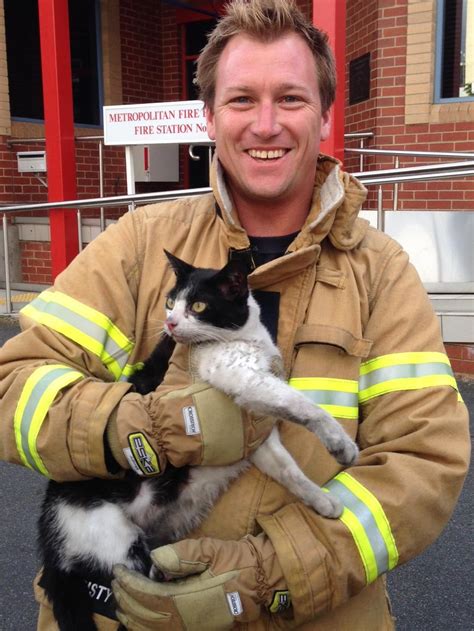We are working for cats that are owned, in shelters or on the streets, and feral cats. Firefighters rescue cat trapped in engine of car | Herald Sun