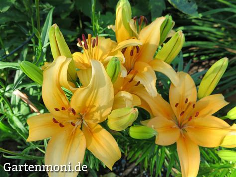 Lilien sind zwiebelblumen mit wunderschönen, exotischen blüten im sommer für garten, balkon und terrasse. Verschiedene Lilien im Garten - Gartenmoni - Altes Wissen ...