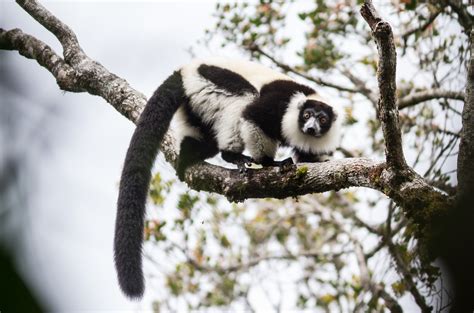 Experts Call For New Government To Rescue Madagascars Wildlife