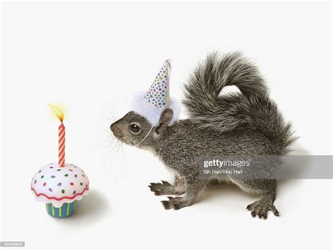 Squirrel Wearing Party Hat Blowing Out Candle High Res Stock Photo