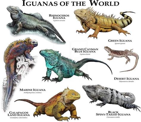 Iguanas Of The World Poster Print Etsy In 2020 Iguana Pet Animals