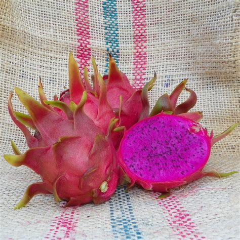 Dark Star Dragon Fruit Purple Flesh Variety From Spicy Exotics