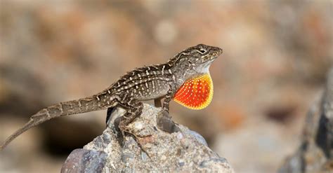Discover 10 Invasive Lizards Most Are In Florida A Z Animals