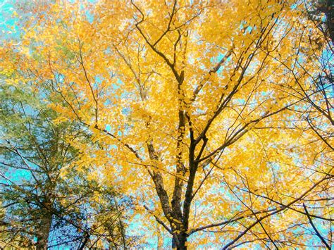 Yellow Leafed Tree During Daytime Photo Free Yellow Image On Unsplash