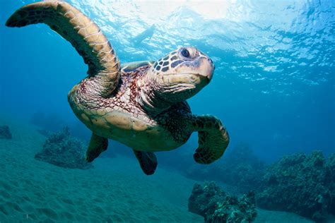 Sea Turtle Images New Hd Wallpapers Pictures Downloads